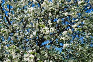 bahçede elma çiçeği