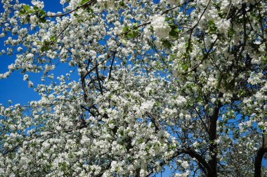 bahçede elma çiçeği