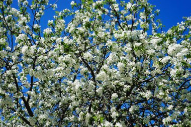 bahçede elma çiçeği