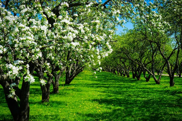 bahçede elma çiçeği