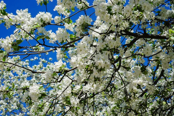 Flor Manzana Jardín — Foto de Stock