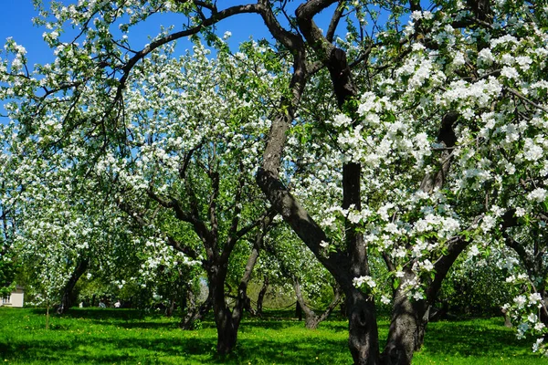 bahçede elma çiçeği