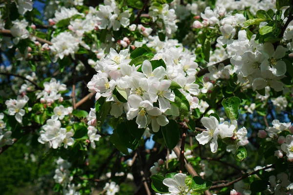 Apple Blossom Ogrodzie — Zdjęcie stockowe