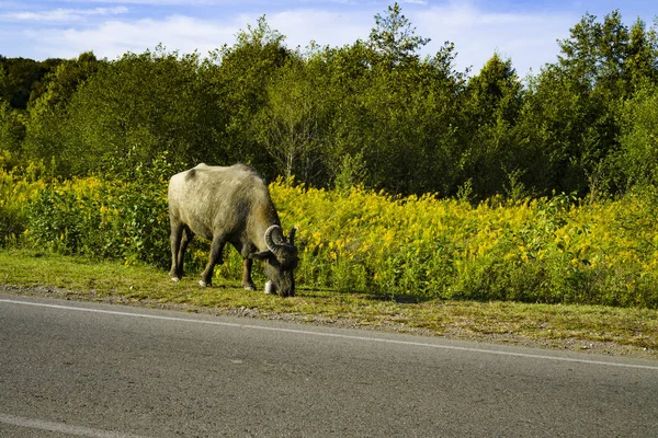 Buffalo along the road there is grass. Abkhazia October 2018