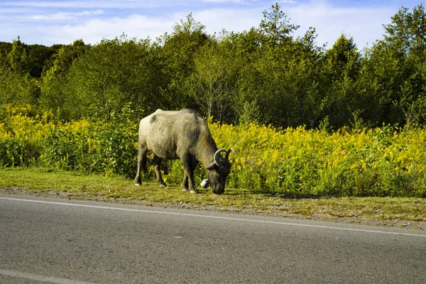 Buffalo along the road there is grass. Abkhazia October 2018