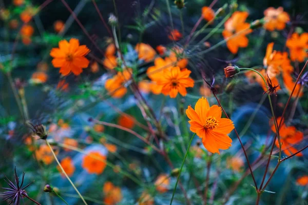 Fleur orange parmi les fleurs orange. camomilles. fleurs de champ . Image En Vente