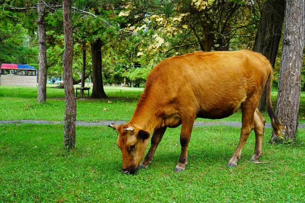 Yaz aylarında parkta çim kahverengi inek yiyor