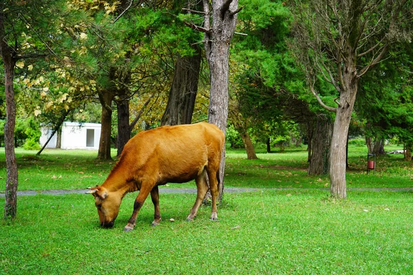 Braune Kuh Frisst Sommer Gras Park — Stockfoto