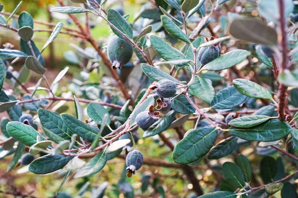 Meyve Feijoa olgun ve bir Bush asmak