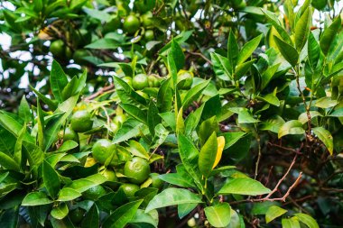 Ama hala yeşil bir ağaç üzerinde mandalina olgunlaşır. Tam olgunlaşma 1 ay kaldı kadar.