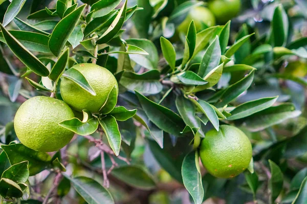 Ama hala yeşil bir ağaç üzerinde mandalina olgunlaşır. Tam olgunlaşma 1 ay kaldı kadar.