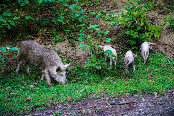 Wildschweine Mit Ferkeln Auf Nahrungssuche Unterwegs — Stockfoto