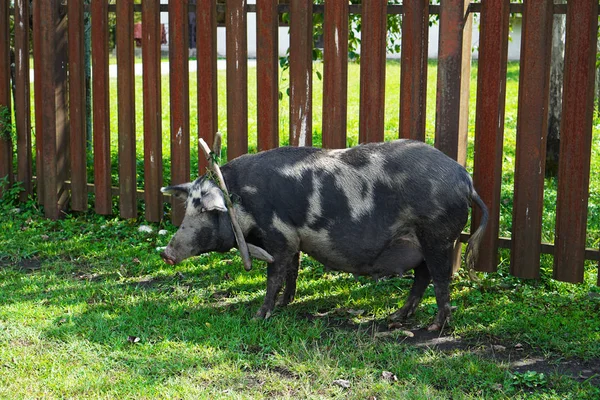 Wildschweine Auf Nahrungssuche Unterwegs — Stockfoto