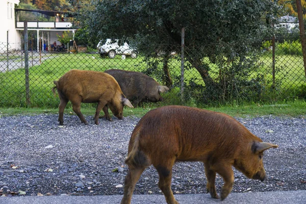 Vahşi benekli domuz gıda yol boyunca arıyorsunuz.