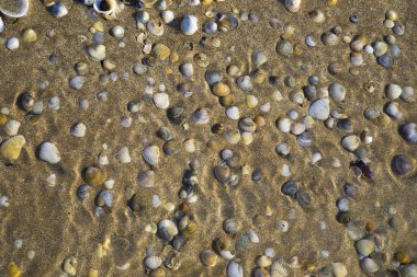 Kıskaç kumlu sahilde güneşlenmek