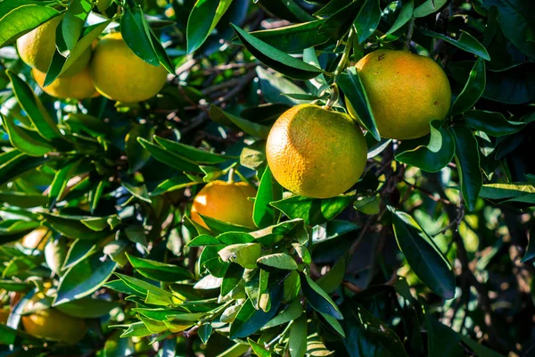 Oranges Accrochées Arbre Mais Toujours Vertes Non Sucrées Photo De Stock