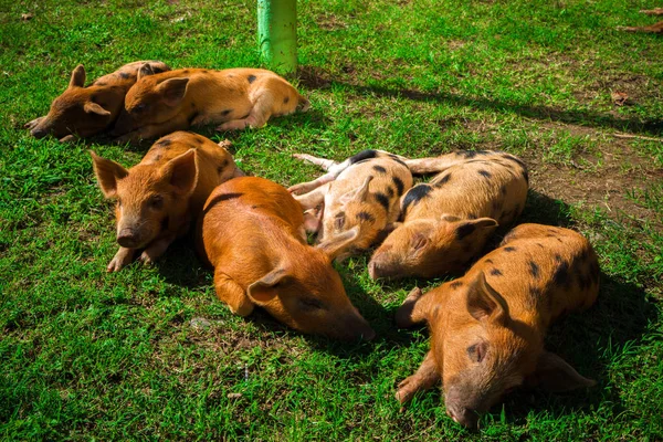 Pequeños Lechones Manchados Yacen Hierba Día Soleado —  Fotos de Stock