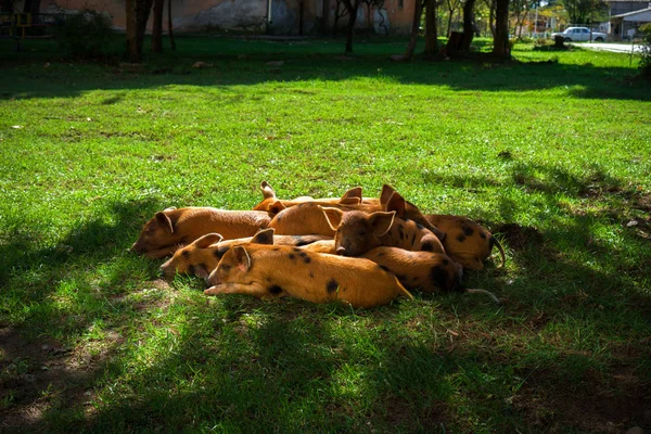Маленькие Пятнистые Поросята Лежат Траве Солнечный День — стоковое фото