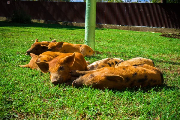 Kleine Gefleckte Ferkel Liegen Einem Sonnigen Tag Auf Dem Gras — Stockfoto