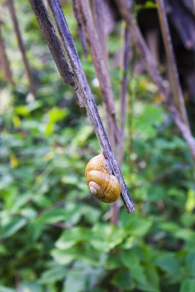 Ahşap bir şerit üzerinde oturan salyangoz
