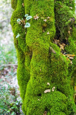 Ağaç Moss ile kaplıdır