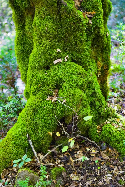 Ağaç Moss ile kaplıdır