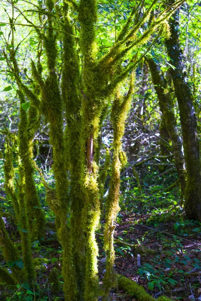 Ağaç Moss Ile Kaplıdır — Stok fotoğraf