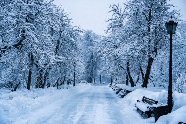 Ağaçlar ve tezgah kar sonra parkta tamamen karla kaplı.