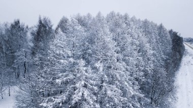 Kar yağışı sonra ormandaki ağaçlar tamamen kar ile kaplı.
