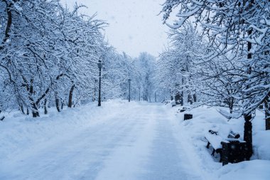 Ağaçlar ve tezgah kar sonra parkta tamamen karla kaplı.