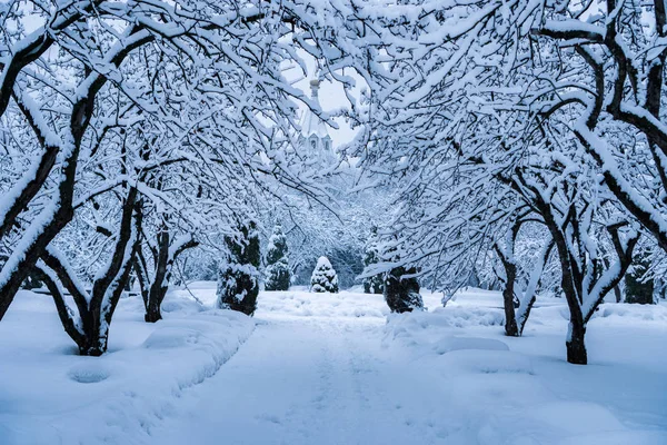 Kar yağışı sonra parkta ağaçların tamamen karla kaplı.