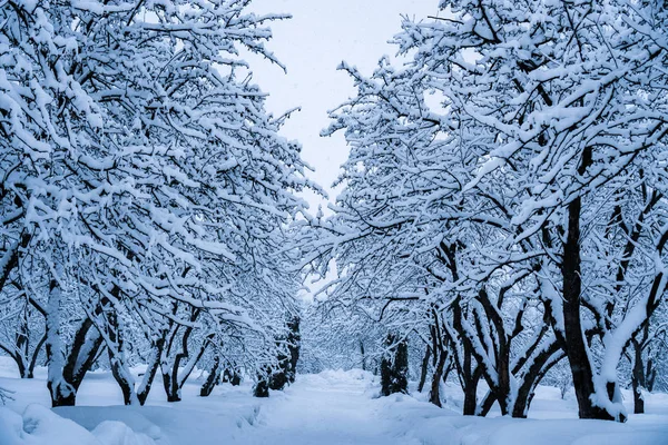 Bomen Het Park Sneeuwval Zijn Volledig Bedekt Met Sneeuw — Stockfoto