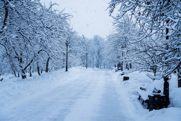 Ağaçlar ve tezgah kar sonra parkta tamamen karla kaplı.