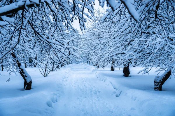 Bomen Het Park Sneeuwval Zijn Volledig Bedekt Met Sneeuw — Stockfoto