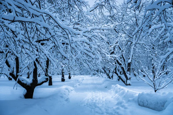 Kar Yağışı Sonra Parkta Ağaçların Tamamen Karla Kaplı — Stok fotoğraf