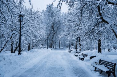 Ağaçlar ve tezgah kar sonra parkta tamamen karla kaplı.