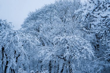 Kar yağışı sonra parkta ağaçların tamamen karla kaplı.