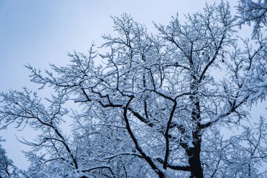 Kar yağışı sonra parkta ağaçların tamamen karla kaplı.