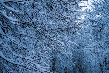 Kar yağışı sonra parkta ağaçların tamamen karla kaplı.