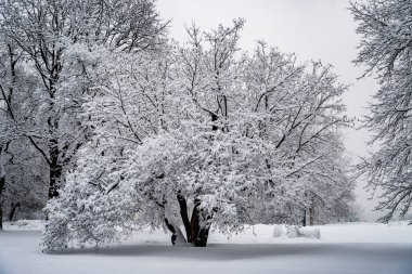 Kar yağışı sonra parkta ağaçların tamamen karla kaplı.