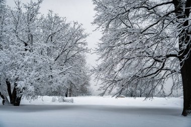 Kar yağışı sonra parkta ağaçların tamamen karla kaplı.