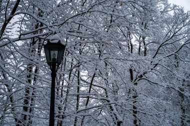 Kar yağışı sonra parkta ağaçların tamamen karla kaplı.