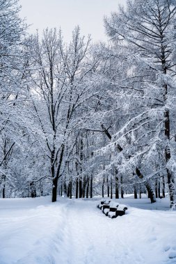 Kar yağışı sonra parkta ağaçların tamamen karla kaplı.