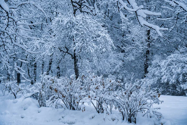 Bomen Het Park Sneeuwval Zijn Volledig Bedekt Met Sneeuw — Stockfoto