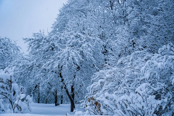 Bomen Het Park Sneeuwval Zijn Volledig Bedekt Met Sneeuw — Stockfoto