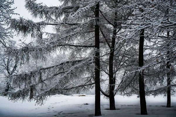 Bomen Het Park Sneeuwval Zijn Volledig Bedekt Met Sneeuw — Stockfoto