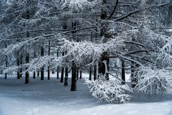 Kar yağışı sonra parkta ağaçların tamamen karla kaplı.