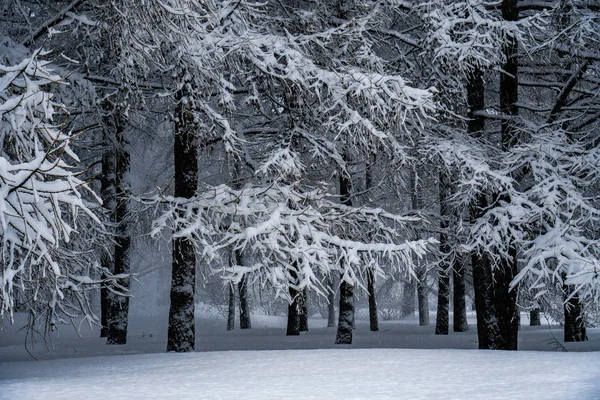 Bomen Het Park Sneeuwval Zijn Volledig Bedekt Met Sneeuw — Stockfoto