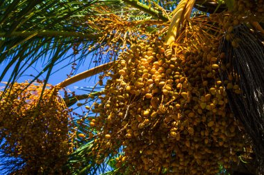 Hurma meyve ile. Neredeyse olgun tarihlerdir. Turuncu tarihleri.