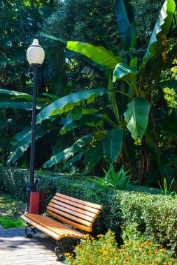 Park içinde bir muz palmiye ağacı altında Bench